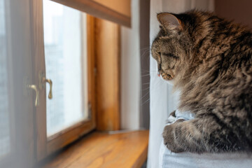 Domestic cat sits on an armchair and looks out the window close-up portrait