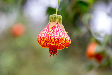 Abutilon Chinese lantern flower, abutilon striatum, an evergreen member of the nightshade family. Orange and yellow bell flower with prominent crimson veining