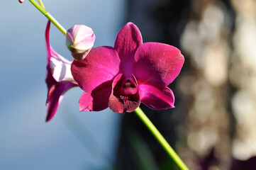 red orchid, red flowers or Bulbophyllum or dendrobium orchid or Dendrobium sp or ORCHIDACEAE