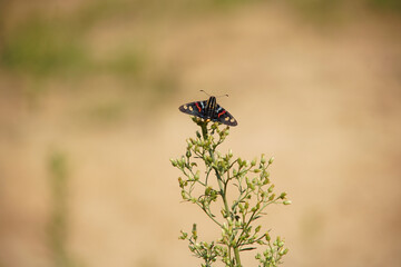 Mimoniades versicolor butterfly on a flower