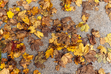 Yellow fallen leaves on wet footpath top view
