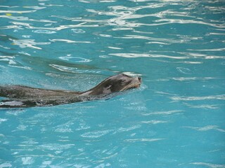 Fototapeta premium Closeup shot of a sea lion in a pool of a zoo in Germany