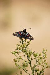 Mimoniades versicolor butterfly on a flower
