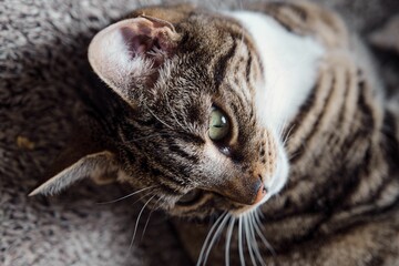 Close up of a beautiful tabby cat (Felis catus) lying on a carpet