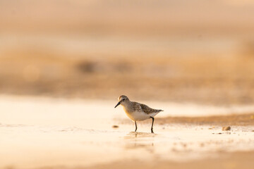  little stint - Calidris minuta - small bird - Tunisia