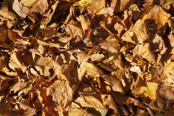 Trockene braune Laubblätter auf Boden bei Sonne am Nachmittag im Herbst