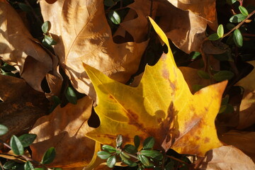 Braune und gelbes Laubblatt auf Wiese bei Sonne am Mittag im Herbst