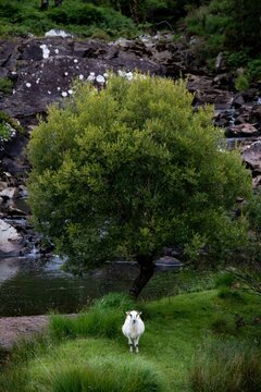 Vertical shot of white Bentheimer Landschaf sheep in front of a tree near the river