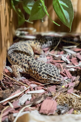 Leopard gecko