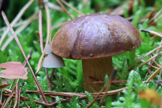 podgrzybek, brunatny, Imleria, badia, bay bolete, boleto bayo, boleto, bayo,Польский гриб, кори́чневый гриб, мохови́к кашта́новый, bolet bai
 Parasola, 