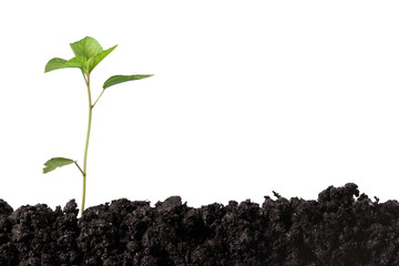 Seedling tree growth dirt plant new organic