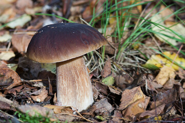 Fototapeta premium Borowik, szlachetny, prawdziwek, Boletus, edulis, porcini, porcino , penny bun, hongo blanco, calabaza, seta calabaza, Белый гриб, белый, борови́к Cèpe de Bordeaux,