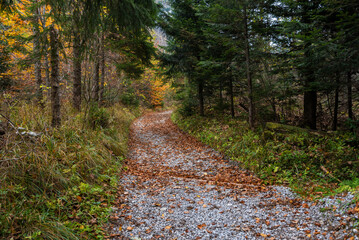 Jesienna ścieżka  © Pawel
