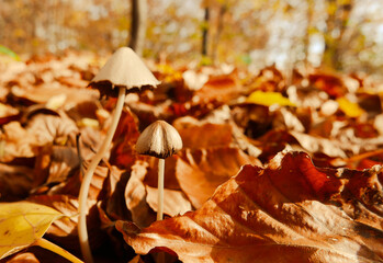 Jesienne białe grzybki