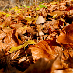 Jesienne białe grzybki