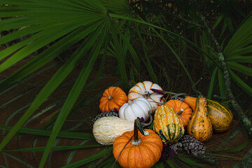 Autumn Pumpkins and Gourds in a Florida Pine Forest