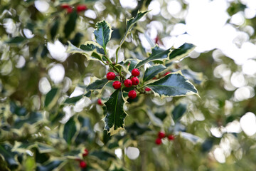 weißbunte stechpalme in neusser botanischem garten, deutschland