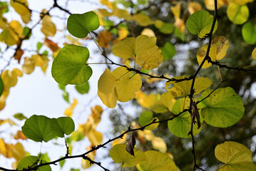 Fototapeta premium judasbaum im herbst