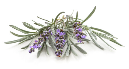 Lavender flower and leaves.
