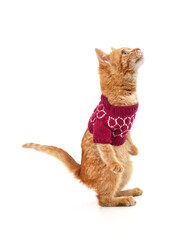 Red cat in a sweater standing on hind legs and looking up.