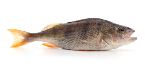 Little fresh perch.