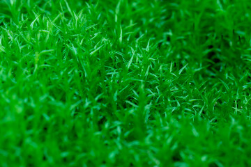 close-up bright green moss in forest
