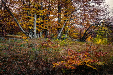 Golden colorful autumn trees Vitosha mountain Sofia