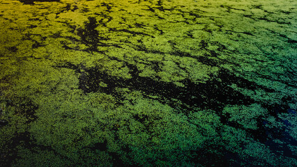 Photo of the surface of a mossy pond