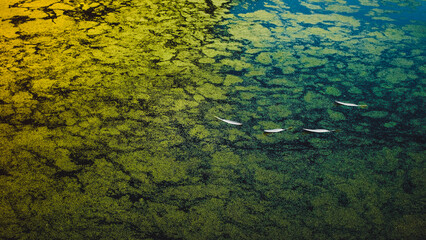 White feathers on surface of a mossy pond