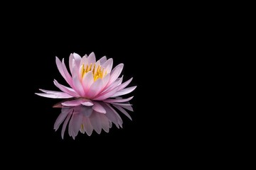 Lotus flower in the lake with water drops. Black background.