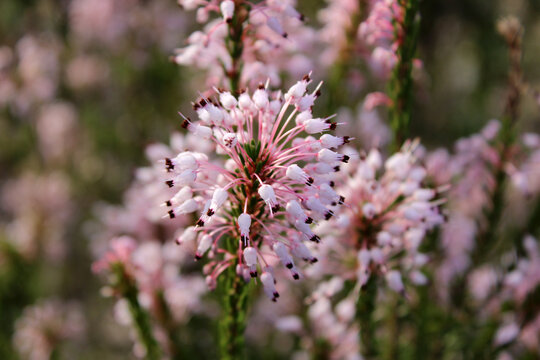Close-up of Spanish Heath, Erica aragonensis, also known as Erica lusitanica with pink, bell-shaped flowers and evergreen leaves