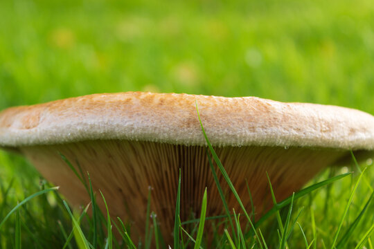 Paxillus involutus, Brown roll-rim, a toxic mushroom also known as common roll-rim