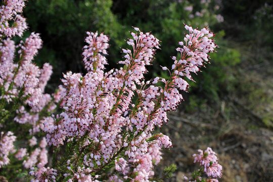 Spanish Heath, Erica lusitanica, also known as Erica aragonensis with pink, bell-shaped flowers and evergreen leaves
