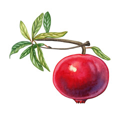 Red pomegranate fruit on a branch with leaves watercolor botanical illustration. Realistic image of a tree branch on an isolated background