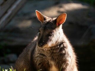 Closeup shot of a Wallaby in a forest during the day in Australia