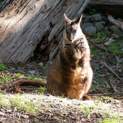 Closeup shot of a Wallaby in a forest during the day in Australia