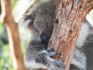 Closeup shot of a Koala in a forest during the day in Australia