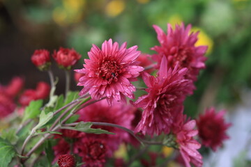 Obraz premium red chrysanthemum flower with water drops on the petals