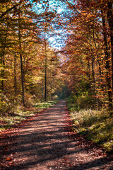 Forest path in autumn morning
