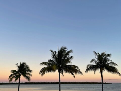 Three trees in a row by ocean at sunset, Florida Keys, Florida, USA