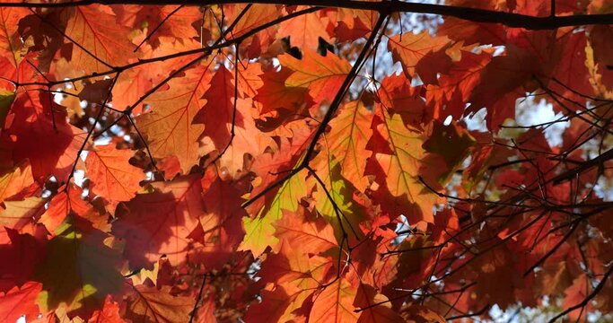 Red autumn leaves of Canadian oak on tree branches. Shooting in autumn in October.