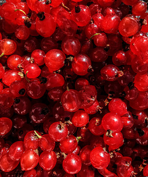 Full frame close-up of redcurrants
