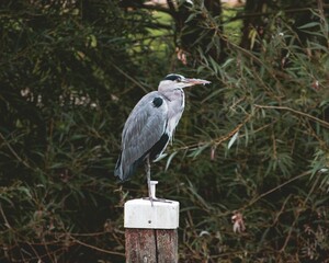Grey heron, Ardea cinerea standing on a wood