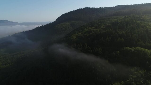 Aerial above low clouds, pine tree forest and farmland near Tillamook, Oregon