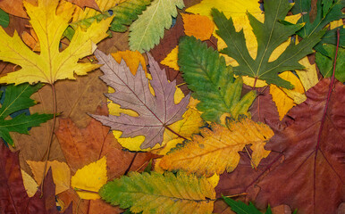 Naklejka na ściany i meble background of autumn leaves red ,yellow ,green