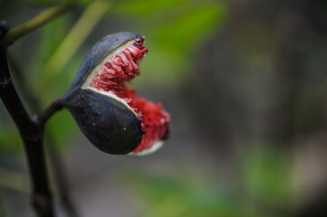 Aufgeplatzte Feige vor unscharfem Hintergrund