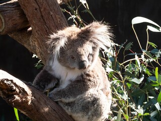 Cute koala sitting on tree branches on a sunny day