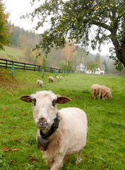 Owce pod jabłonią © mirabilia