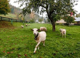 Owce pod jabłonią - obrazy, fototapety, plakaty