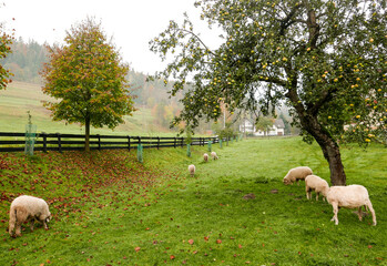 Owce pod jabłonią © mirabilia